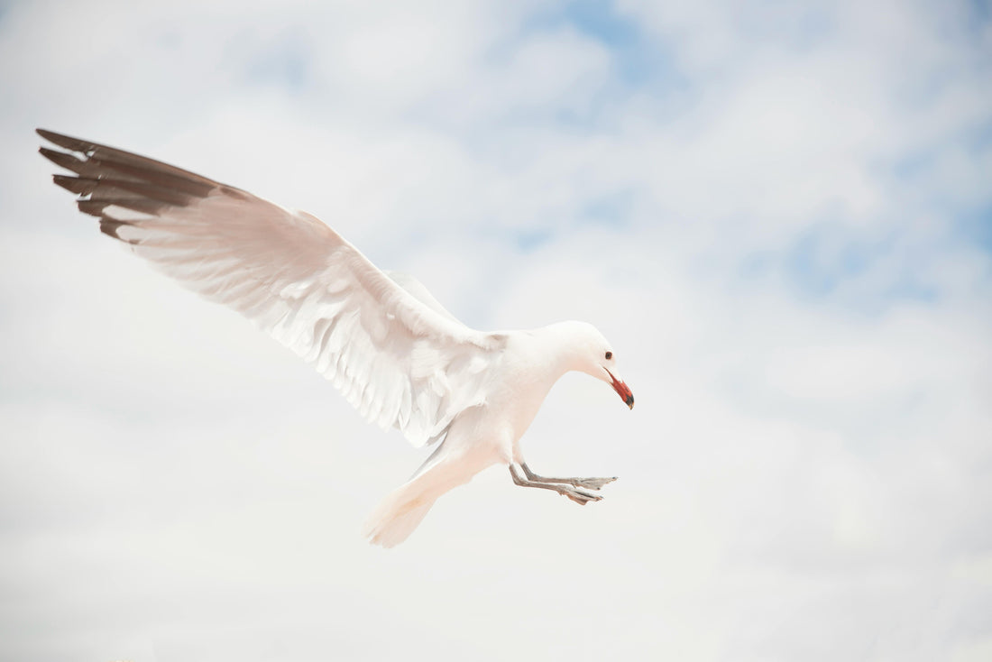 ¿Qué es el Albatros en Golf y Cuándo Ocurre?